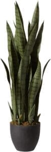 Sansevieria with Black Planter