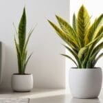 benefits of snake plant indoors